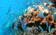 Ocean Free & Ocean Freedom - Cairns Premier Reef And Island Tours - thumb 5