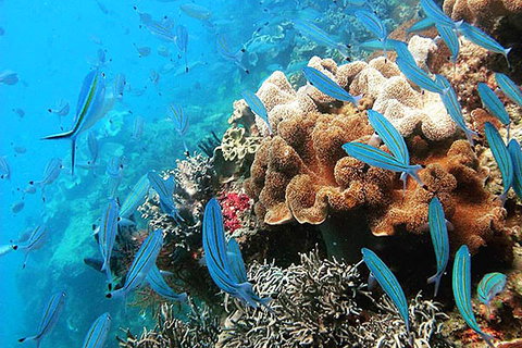 Ocean Free & Ocean Freedom - Cairns Premier Reef And Island Tours - Holiday Cairns 5