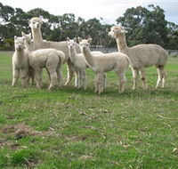 Blackgate Lodge Alpaca Stud - Holiday Cairns