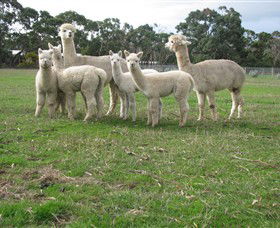 Blackgate Lodge Alpaca Stud - Holiday Cairns 0