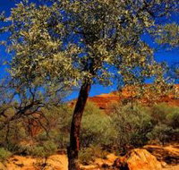 Mt Romance Australia Pty Ltd - Holiday Cairns