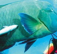 Aristocat Snorkel and Scuba Port Douglas - Holiday Cairns