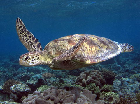 Calypso Reef Charters - Holiday Cairns 1