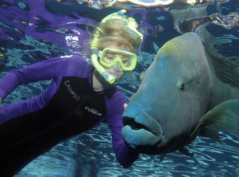 Calypso Reef Charters - Holiday Cairns 4