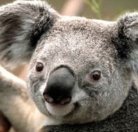 Wildlife Habitat - Holiday Cairns