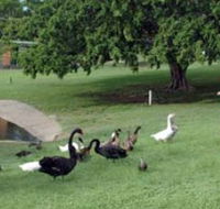 Anzac Park and Ululah Lagoon - Holiday Cairns