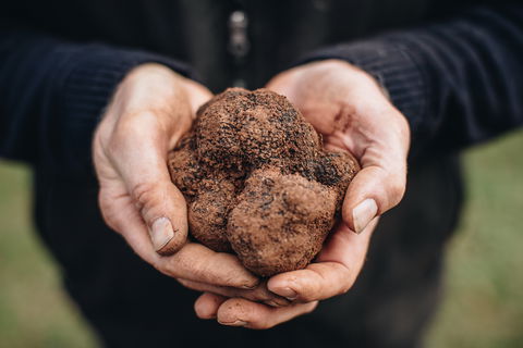 A Taste Of Truffles - Holiday Cairns 0