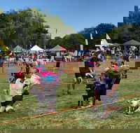 Dogs in the Park Orange - Holiday Cairns