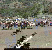 Gresford Agricultural Show - Holiday Cairns