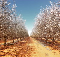 Mallee Almond Blossom Festival - Holiday Cairns