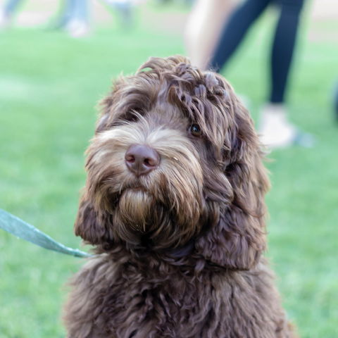 Ripley Markets - Holiday Cairns 1