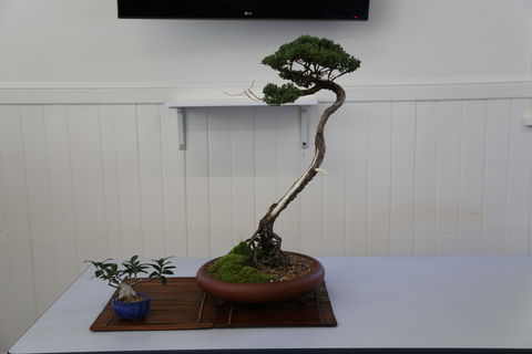 Wauchope Bonsai Workshop Group - Holiday Cairns 0