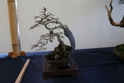 Wauchope Bonsai Workshop Group - Holiday Cairns 1
