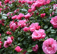 2020 Woolmers Estate Festival of Roses