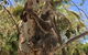 Conservation Volunteers Australia Townsville - Beach Scrub Conservation - thumb 1