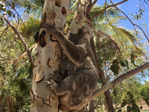 Conservation Volunteers Australia Townsville - Beach Scrub Conservation - Holiday Cairns 1