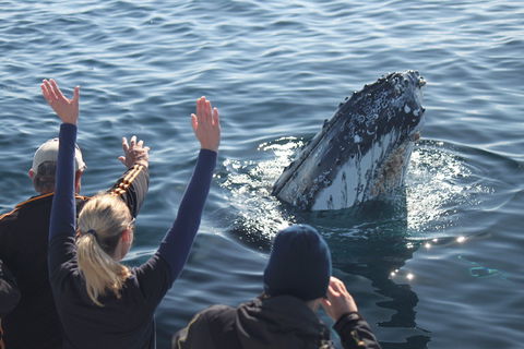 Eden Whale Festival - Holiday Cairns 0