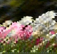 Floriade Reimagined - Holiday Cairns