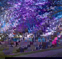 Grafton Jacaranda Festival - Holiday Cairns