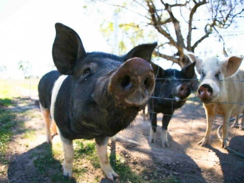 Mudgee Farm Walks - Holiday Cairns 0