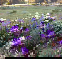 Riverina Iris Farm Open Garden and Iris Display
