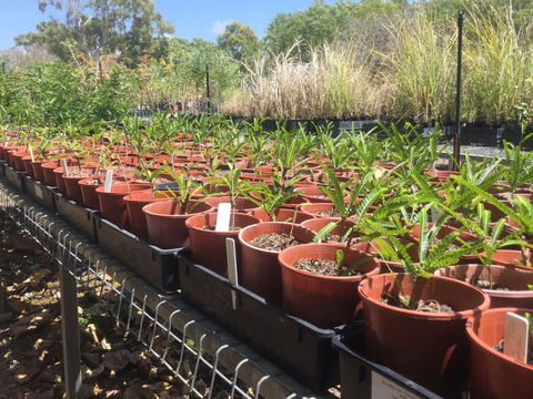 Conservation Volunteers Australia Townsville - Ocean View Nursery - Holiday Cairns 2