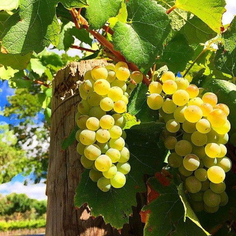 GetawaysSA Bringing Barossa To Your Door - Holiday Cairns 0