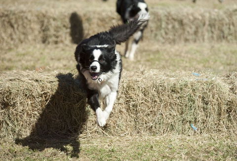 Great Nundle Dog Race - Holiday Cairns 0