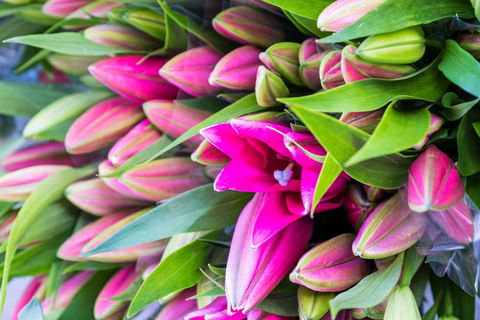 Harvest Launceston Community Farmers' Market - Holiday Cairns 0