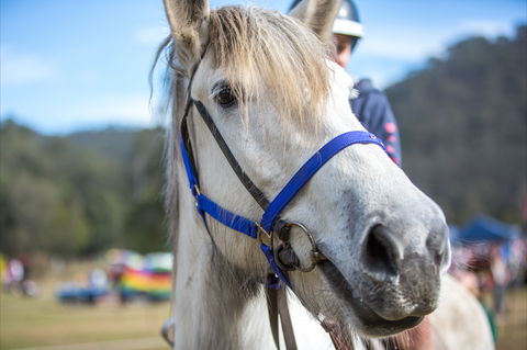 Horses Birthday Festival - Holiday Cairns 1