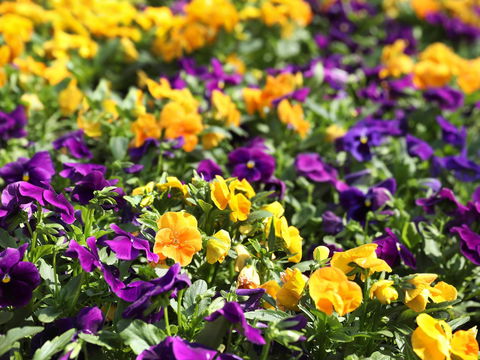 Spring Time At Hunter Valley Gardens - Holiday Cairns 2
