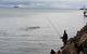 Whale Watching In Portland - thumb 0