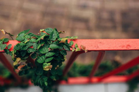 Tall Trees Motel - Holiday Cairns 2