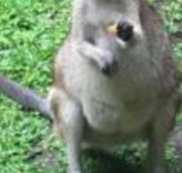 Bluewater Bed  Breakfast Cairns - Holiday Cairns