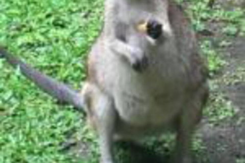 Bluewater Bed & Breakfast Cairns - Holiday Cairns 0