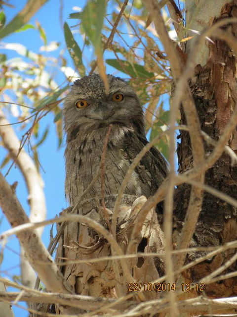 Kalbarri Tudor Holiday Park - Holiday Cairns 3