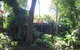 Palm Cove Rainforest Cottage - thumb 3