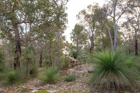 A Hidden Bush Delight - Holiday Cairns 6