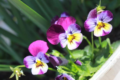 Donnelly House - Holiday Cairns 2