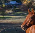 Historic Oak Hill House Estate Truffle Gourmet Festival Region - Holiday Cairns