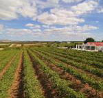 Barossa Valley Lyndoch - Holiday Cairns