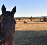 Clydesdale Cottage on Talga with real Clydesdale Horses - Holiday Cairns