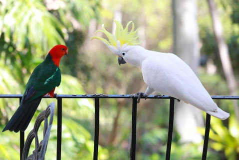 Palm Beach Bed & Breakfast - Holiday Cairns 4