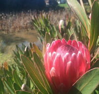 Creswick Cabin Retreat - Holiday Cairns