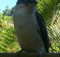 Tropic Oasis Holiday Villas - Holiday Cairns