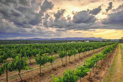 Adina Vineyard - Holiday Cairns 3
