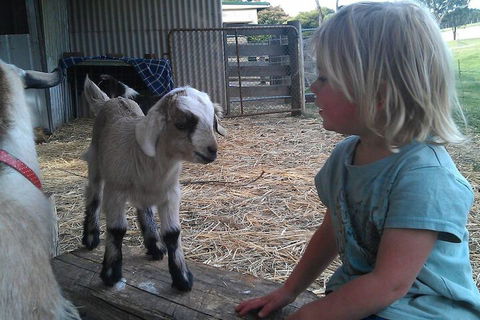 Fernleigh Farmstay & Bike Park - Holiday Cairns 5