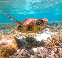 Heron Island Resort - Holiday Cairns