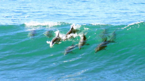 Mollymook Beach Waterfront - Holiday Cairns 4
