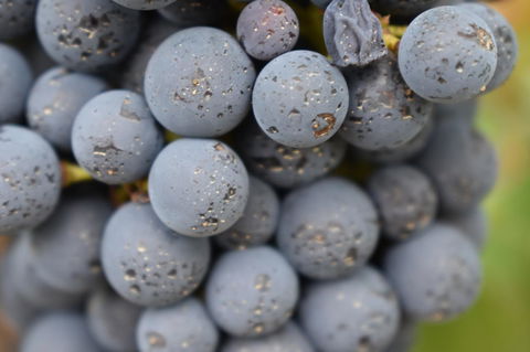 A Coonawarra Experience - Holiday Cairns 23